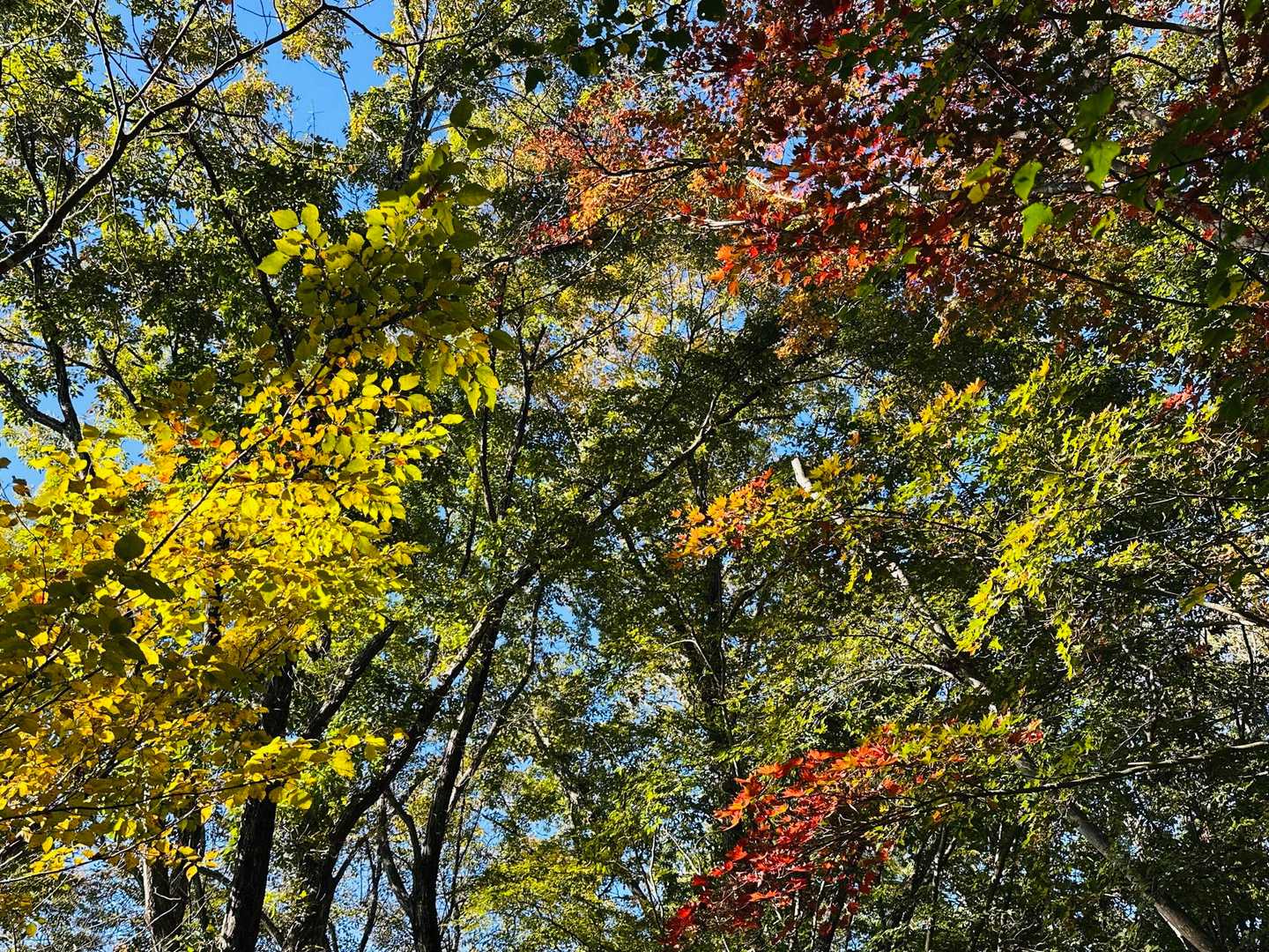 プチ紅葉スポット
(o'▽')o🍁