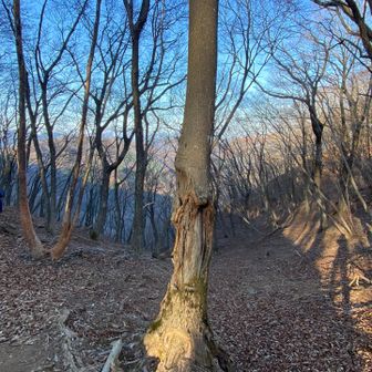 くま？ではないかな？