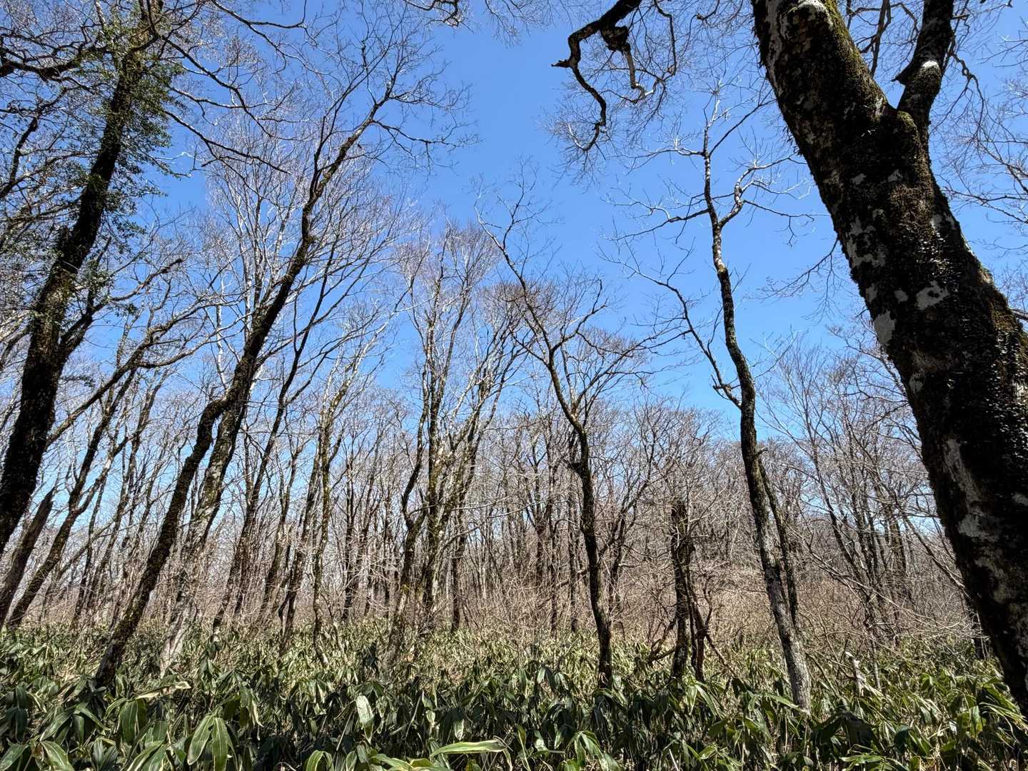 県北の山のこの雰囲気がめっちゃ好き🥰