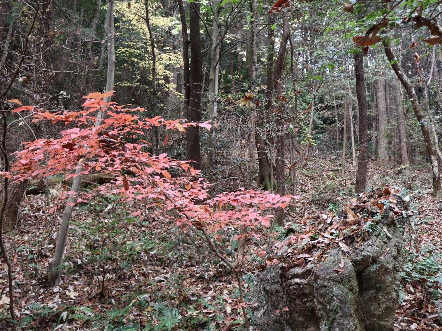 槍どんぐり山 往復コースの写真