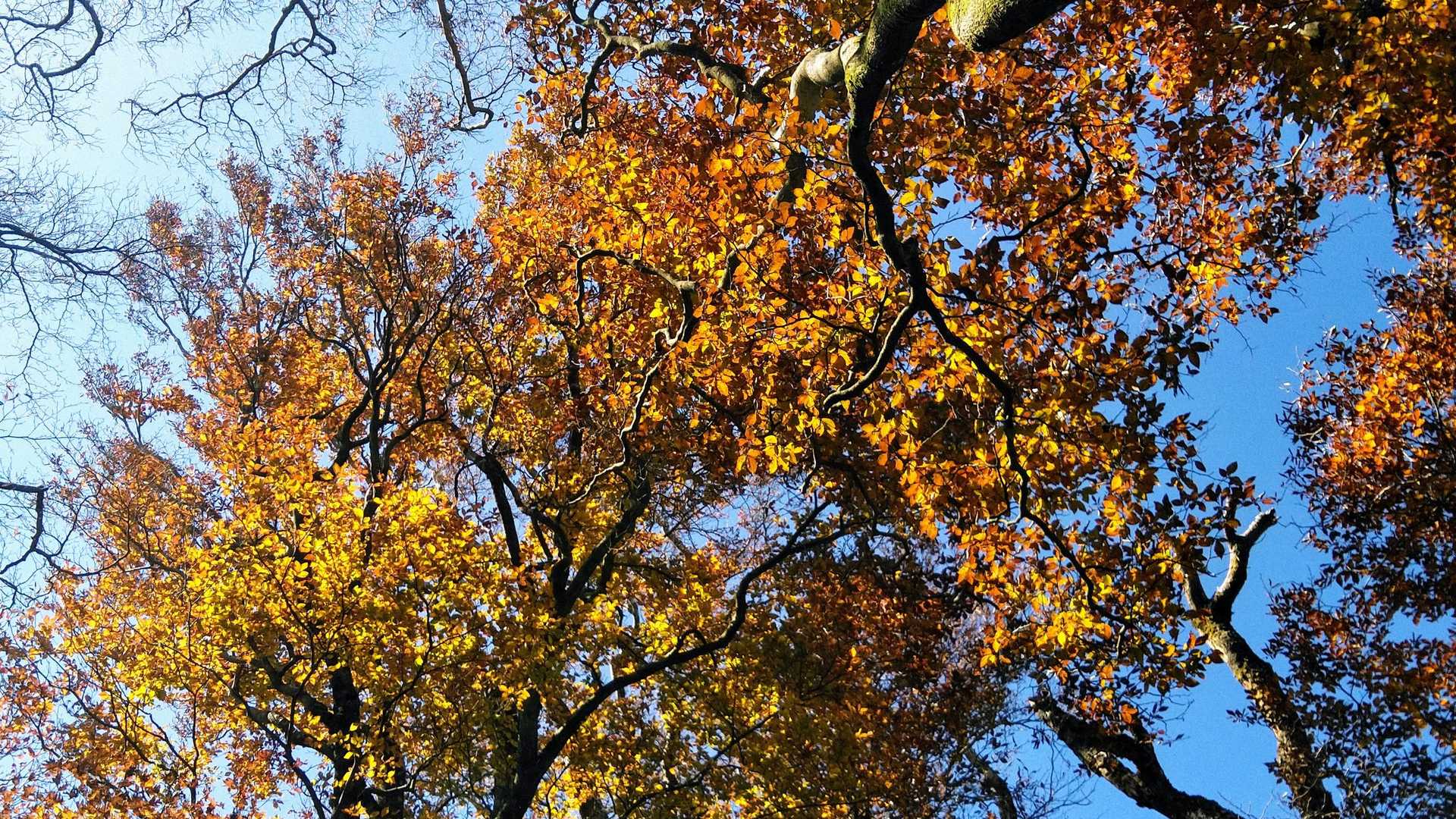 上林峠-陣ヶ森-前々司山-うなめご 往復コースの写真