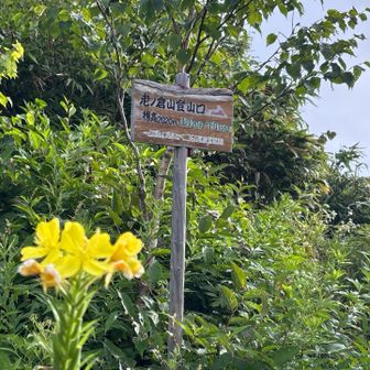 老ノ倉山へ🦵
メマツヨイグサ🌼