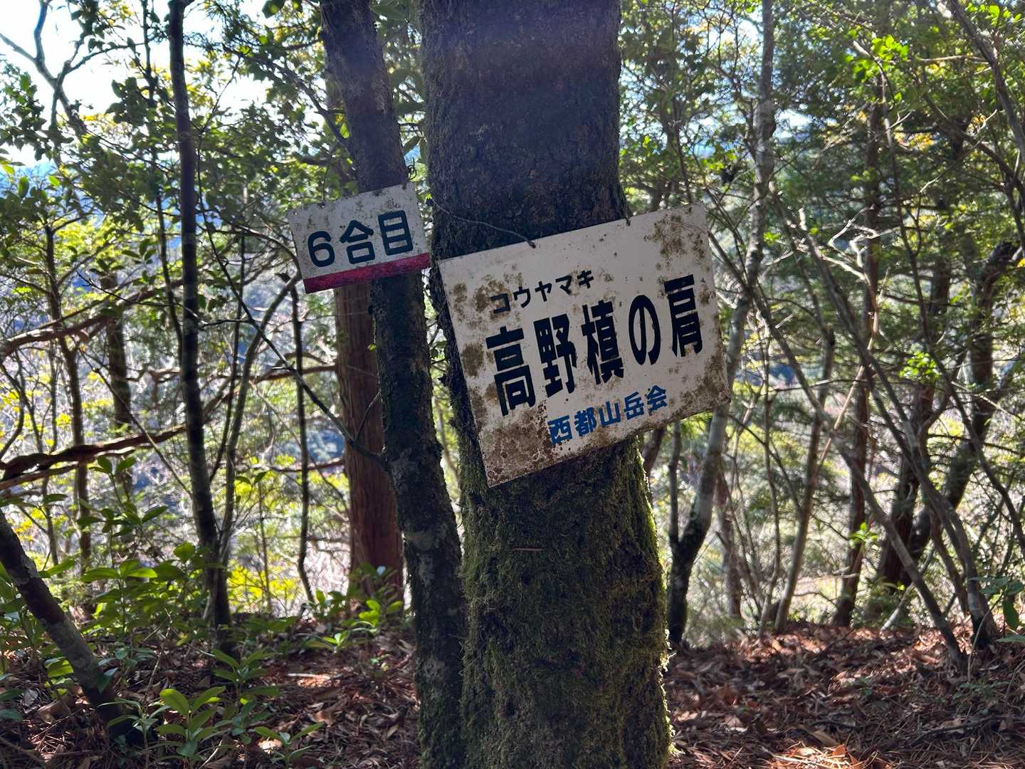 高野まきさんの肩？？👀
この時は圏外で調べられず。後ほど希少な植物の名前であることを知る。さらには悠仁さまのお印なんだとか✍️ﾒﾓﾒﾓ