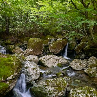 いきなり涼しげな渓流スタート