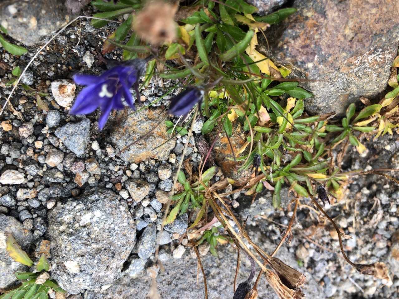 花は少なかったな…寒いもん🥶