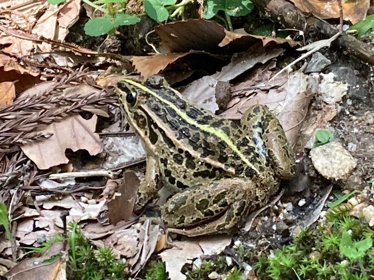 トノサマガエル
久しぶりに見た