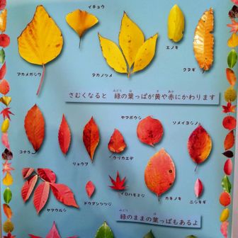 ビジターセンターでここの葉っぱの学習会😸