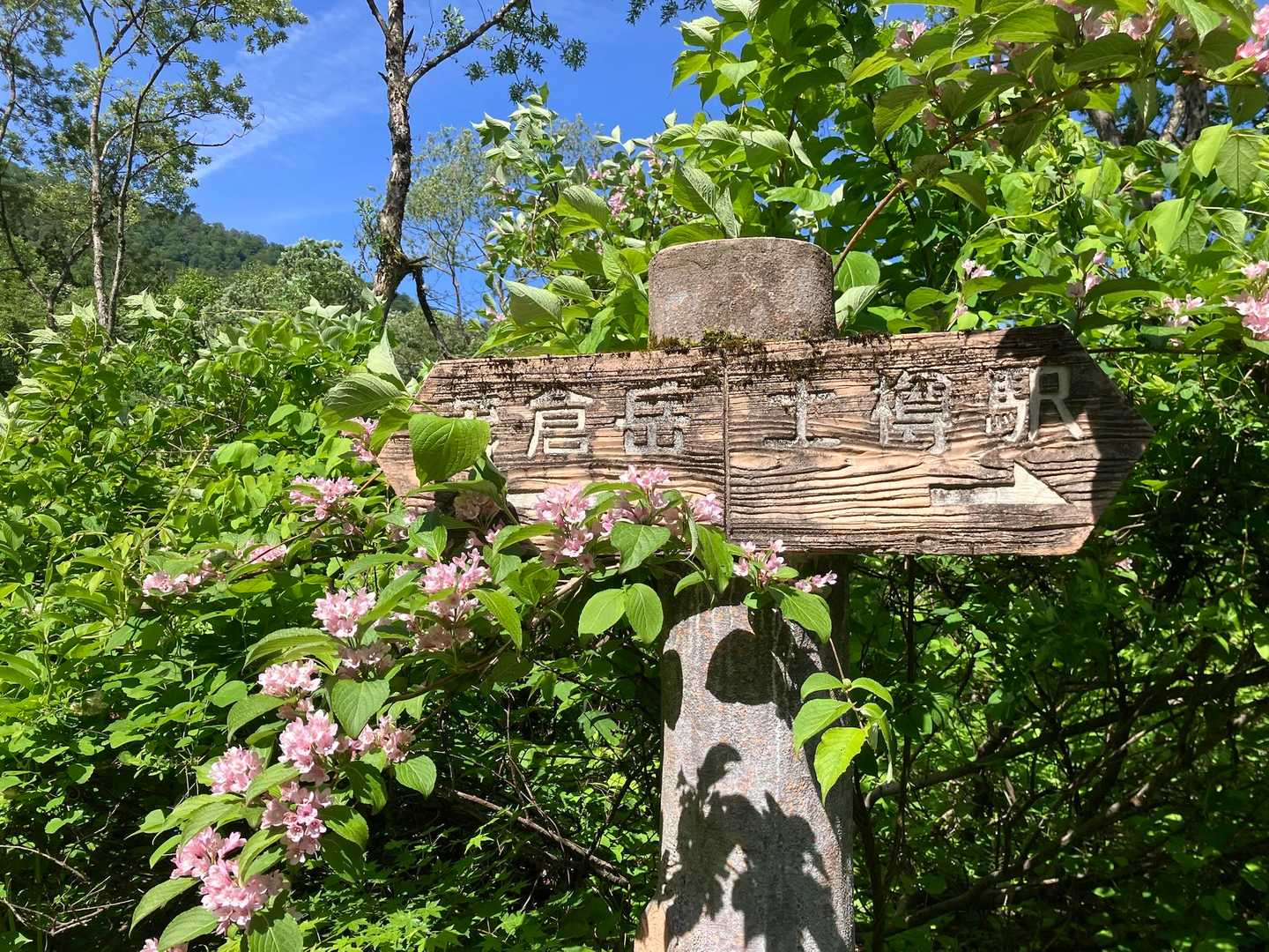 登山口周辺には淡いピンク色のタニウツギが沢山咲いてました🌸
こちらからスタート💁‍♀️