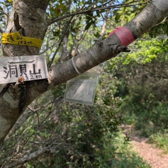 洞貝山は道端という感じです