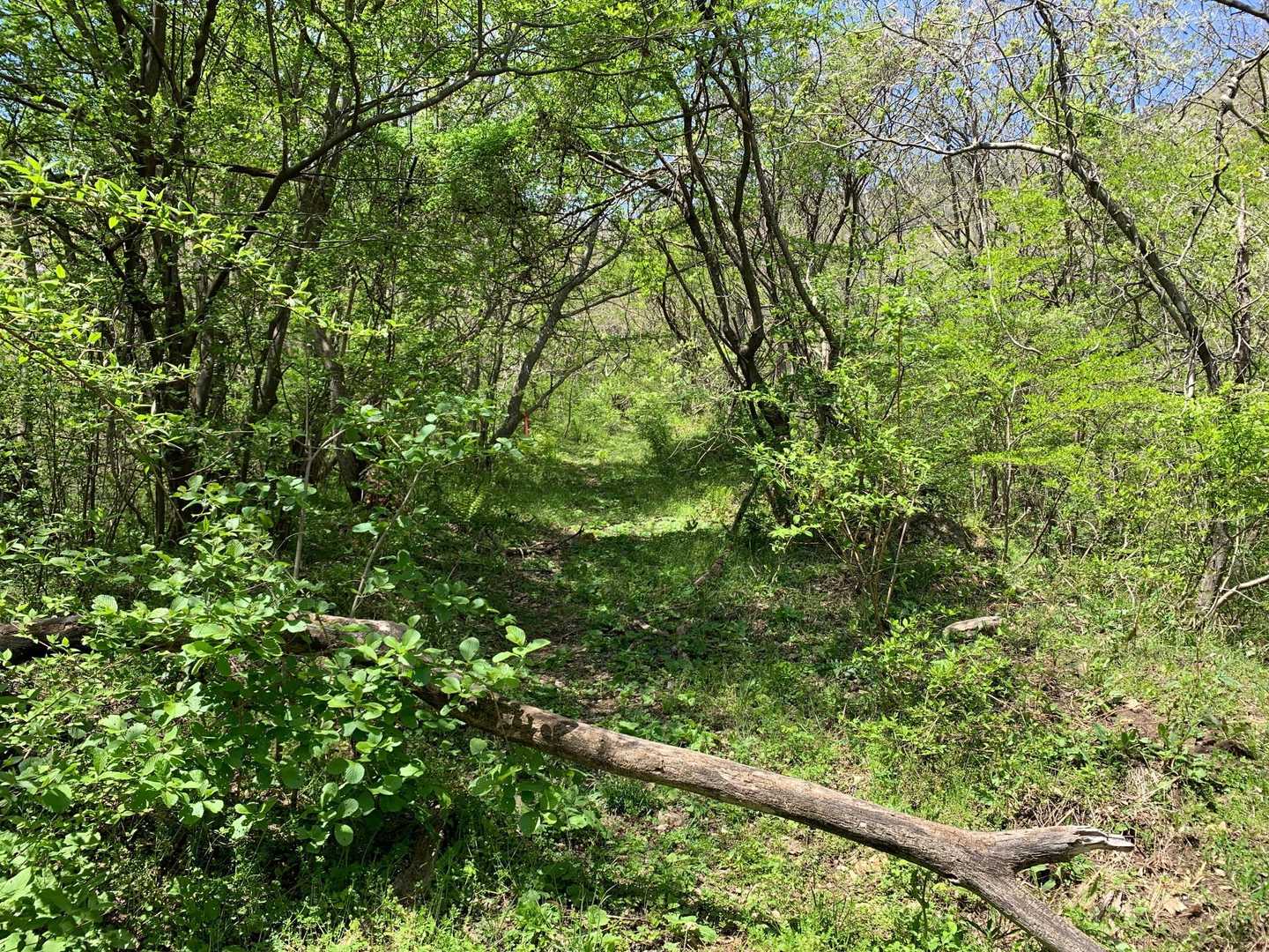 登山道の始まり