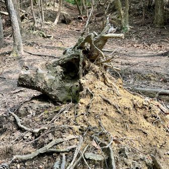 子鹿山と鹿山の尾根の途中にあった切株
鹿が地面から顔を出しているように見えた！
