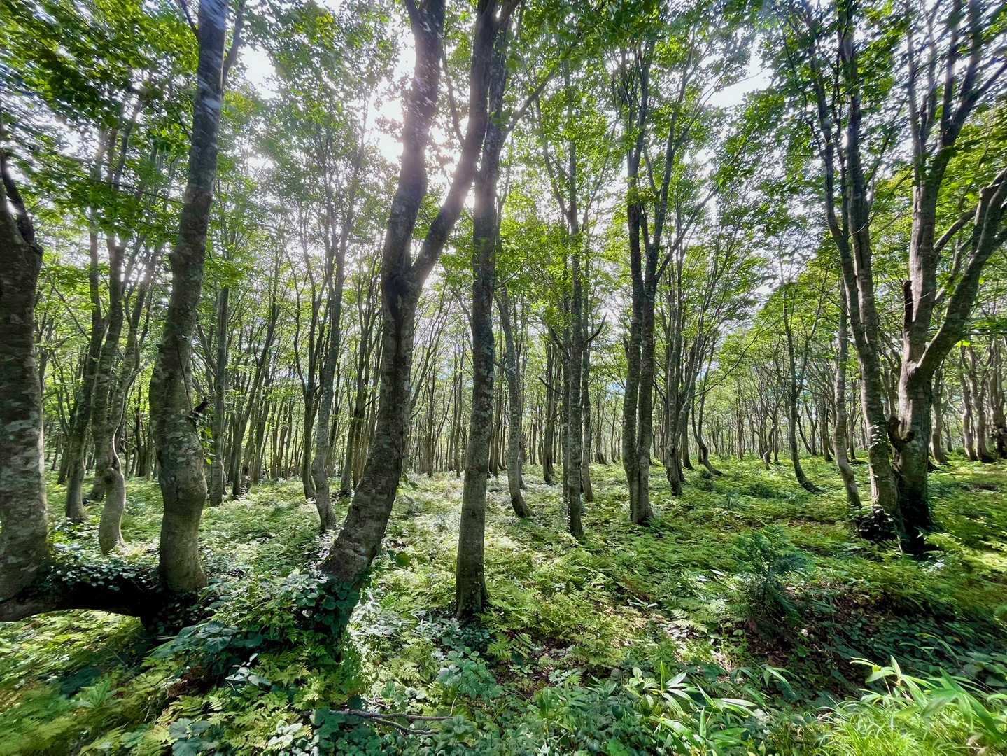 気持ちが穏やかになるのはやっぱりブナ林だなあ
早く白神山地が復旧しますように