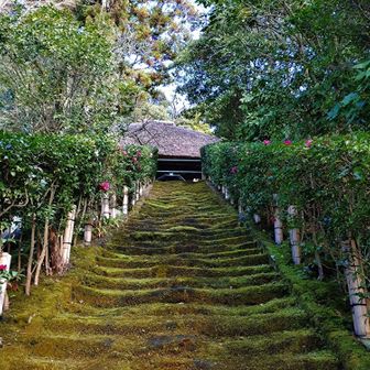 美しい苔の石段は、勿論、通行禁止