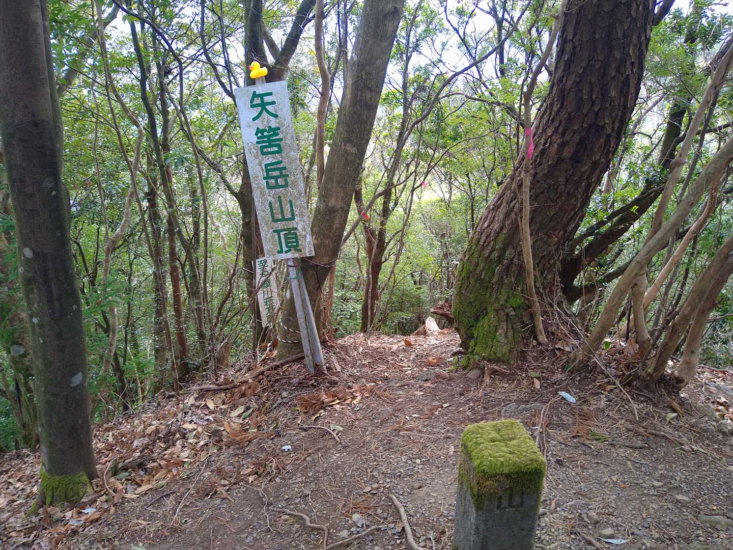 さらに進むと、またしても短時間で矢筈岳に到着しました😁

ここも森の精かな😊