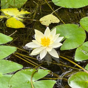 ヒツジグサ　羊の刻　に咲く花🕑
