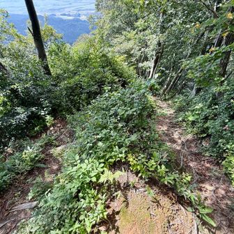 分岐、右手を下ります