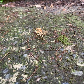 🦀「ニンゲンだ逃げろ〜💦」あちこちにカニ