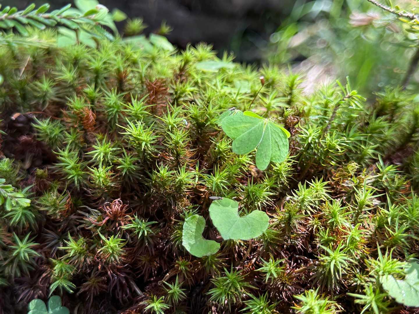 苔の森🌳とハート💚