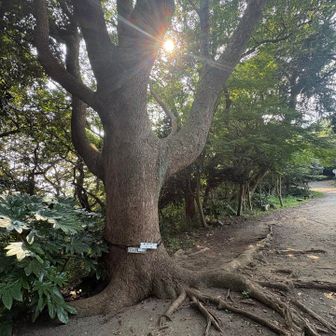 幹周り3m16cm 樹齢推定500年のクスノキ
それでも鎌倉時代には、まだなかったのか