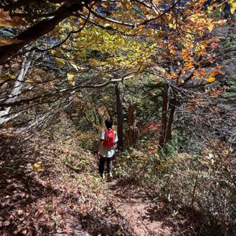 良いペースで歩く次男坊🚶‍➡️