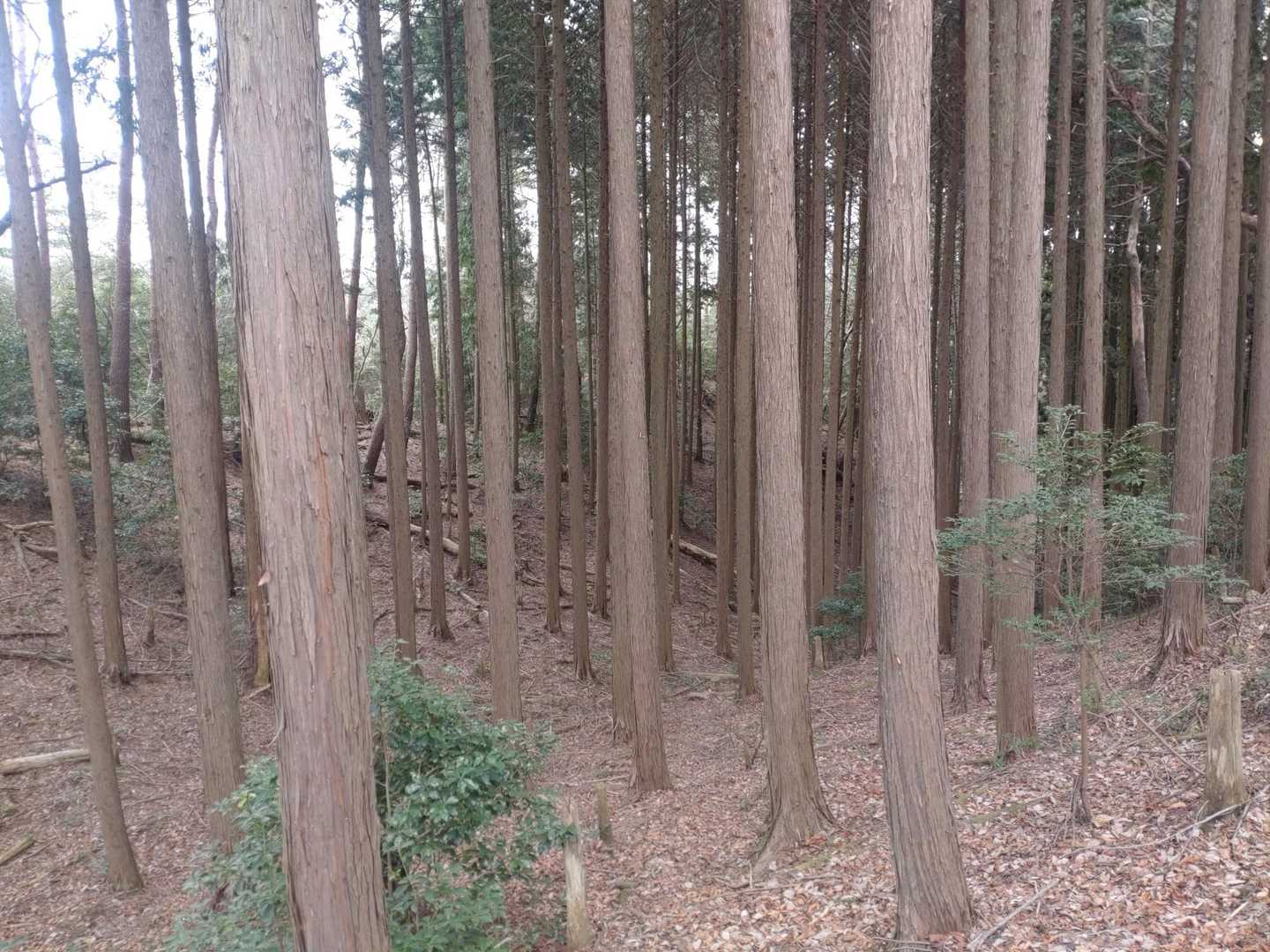 ポンポン山往復 | 初心者から楽しめる、声に出したくなる不思議な山の写真