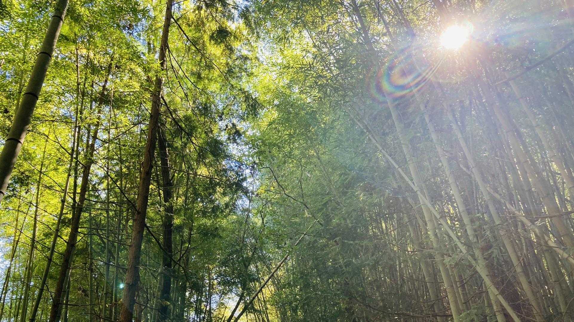 竹林も素敵でした☺️