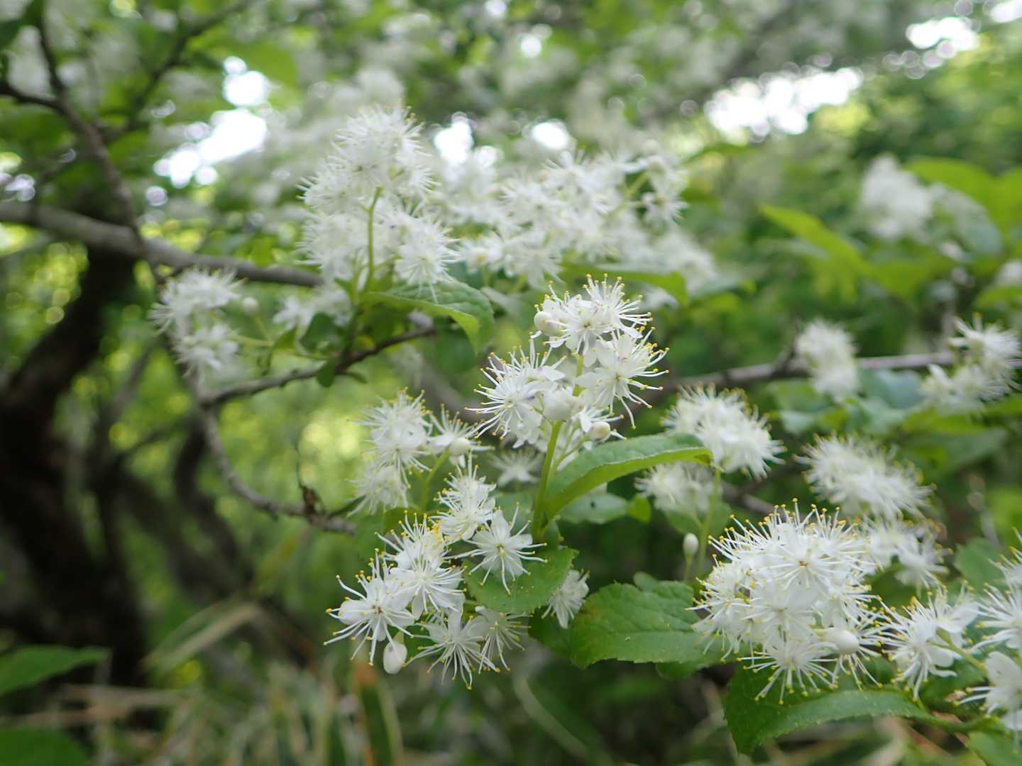 これはサワフタギの花と思うけど。