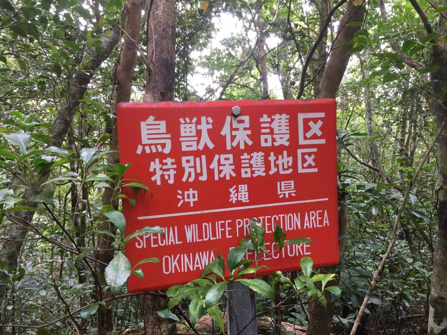 猪も捕まえちゃダメ🐗