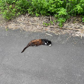 猫ぐったり