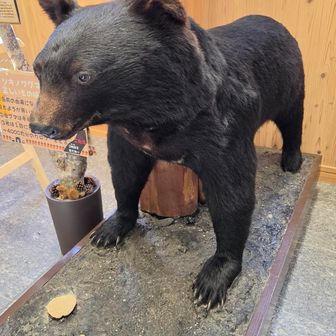 谷川岳インフォメーションセンター内に展示してあるクマさん
かつて宝川温泉の主人が子熊を保護して飼っていたそうです
なので優しい目をしているとか
今からその宝川温泉に行きますよ…♨️