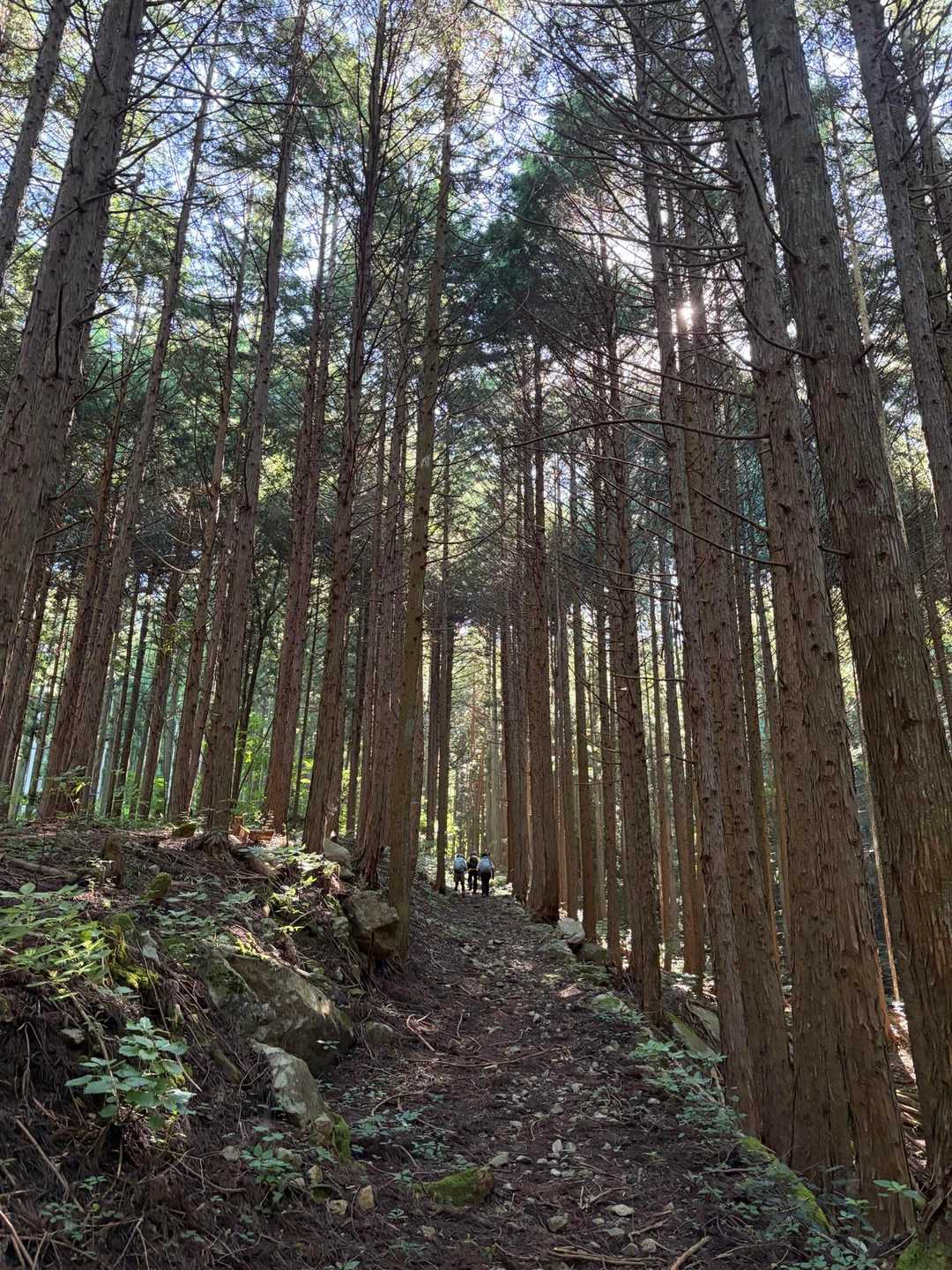 ヒノキ林🌲(*ˊ˘ˋ*).•*¨*•.¸¸♬