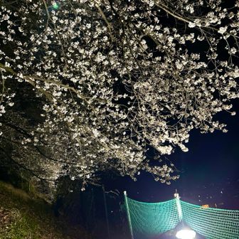 ライトアップも有るとは‼️