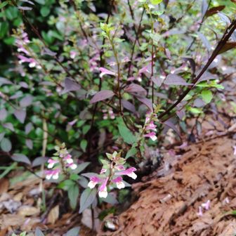 展望全くなし〜で、お出迎えのお花(ママコナ)