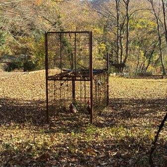 🤔これが箱罠🪤