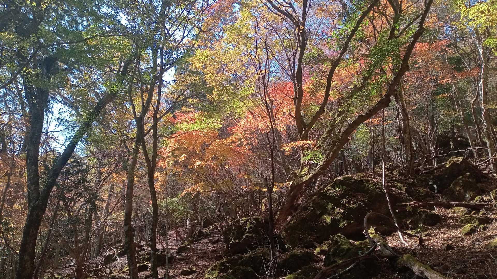 由布登山口バス停-正面登山口-由布岳 周回コースの写真
