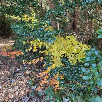 赤と黄色のコントラストがグッド