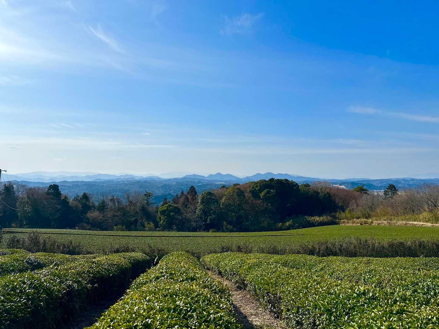 此処は大和茶🍃の産地です♫
茶畑🍃から望む戒場山⛰香酔山⛰貝ヶ平山⛰真平山⛰方面〜
