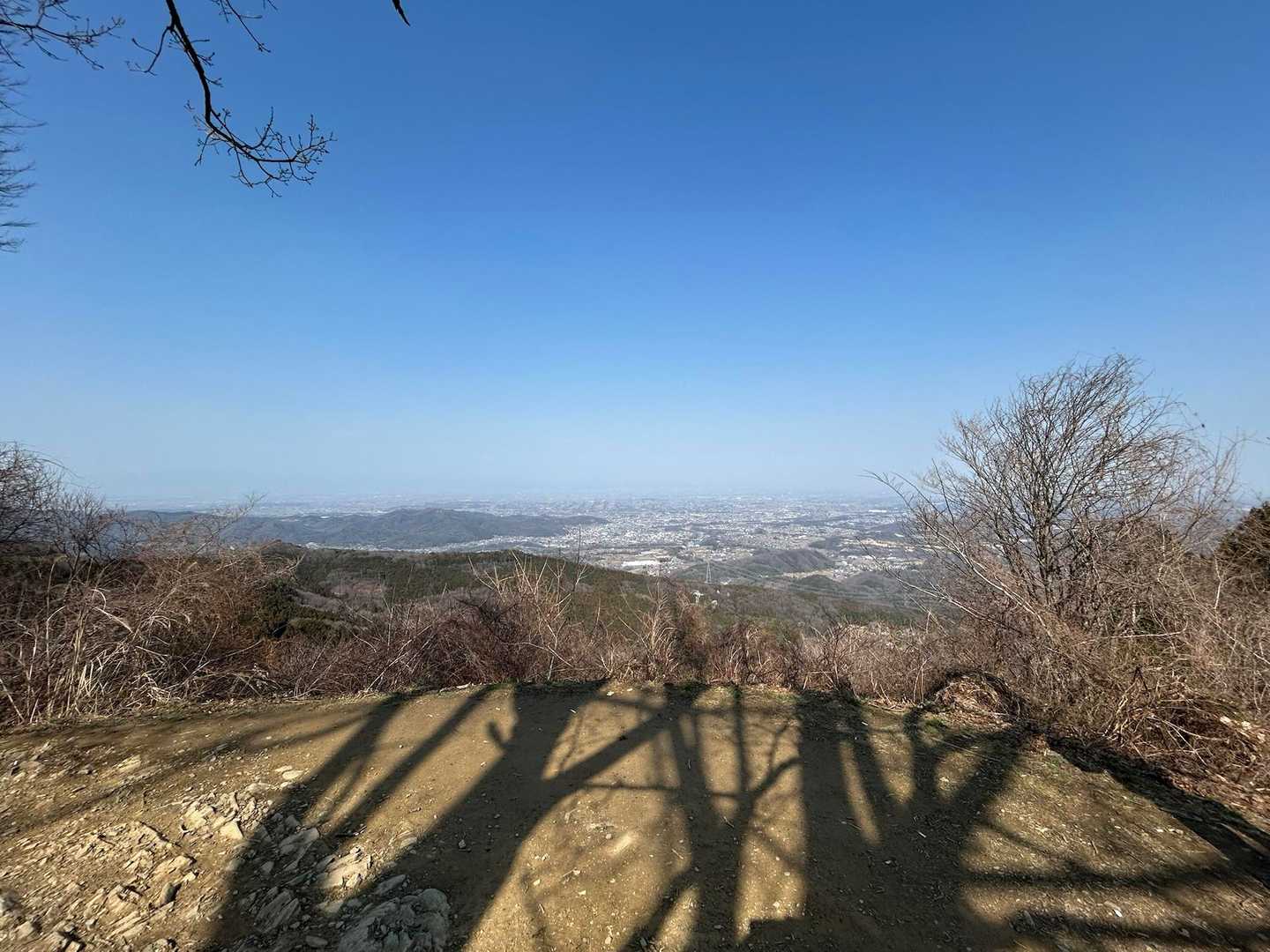 木のかげぼうし🌲