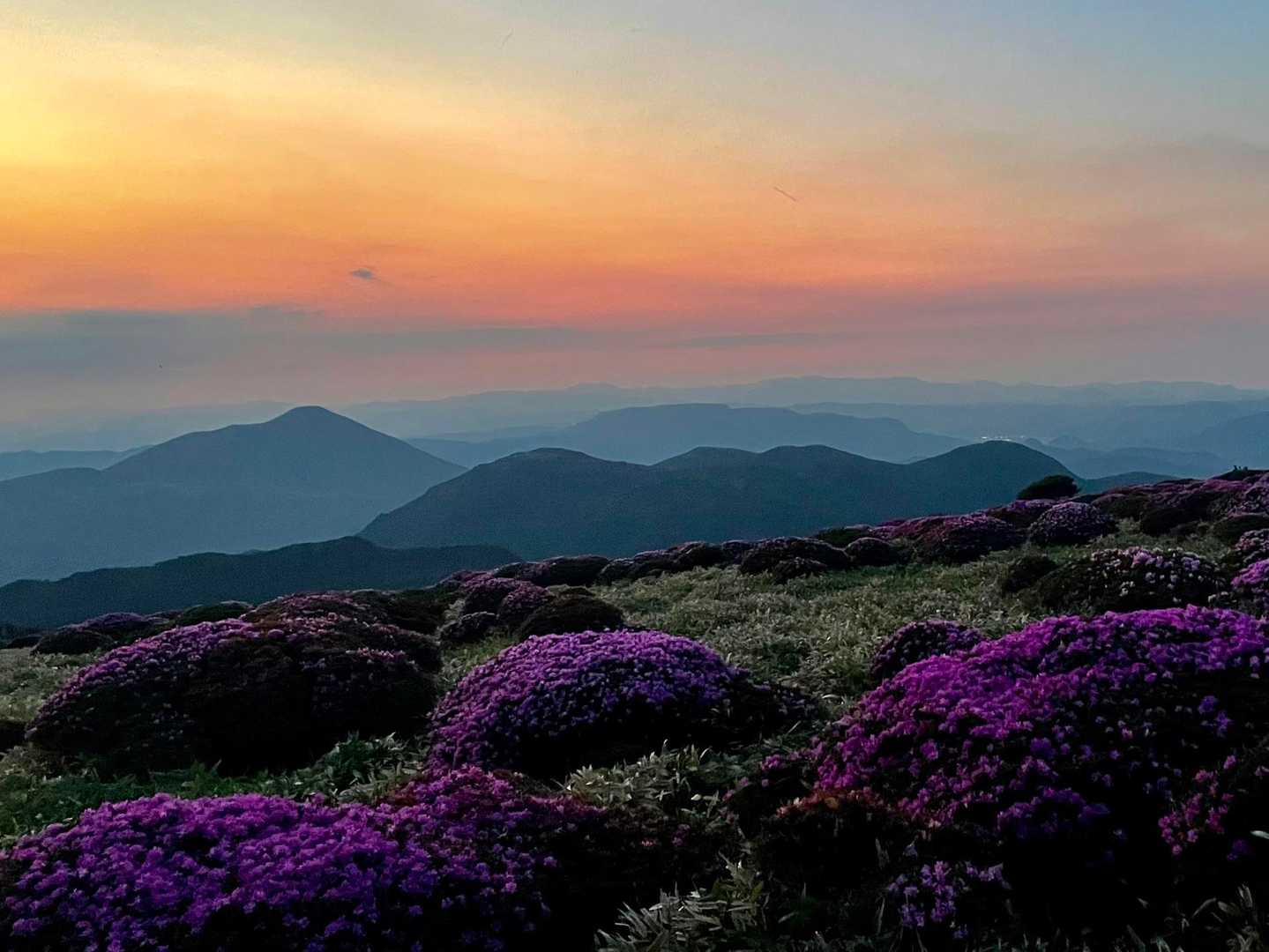 夕焼け空とミヤマキリシマ🌸おつかれ山