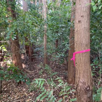この辺が③丸山の山頂