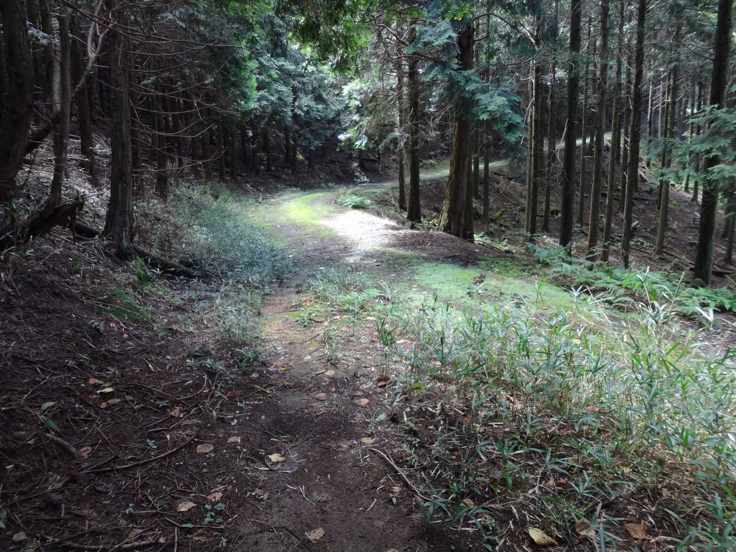 林道出会い