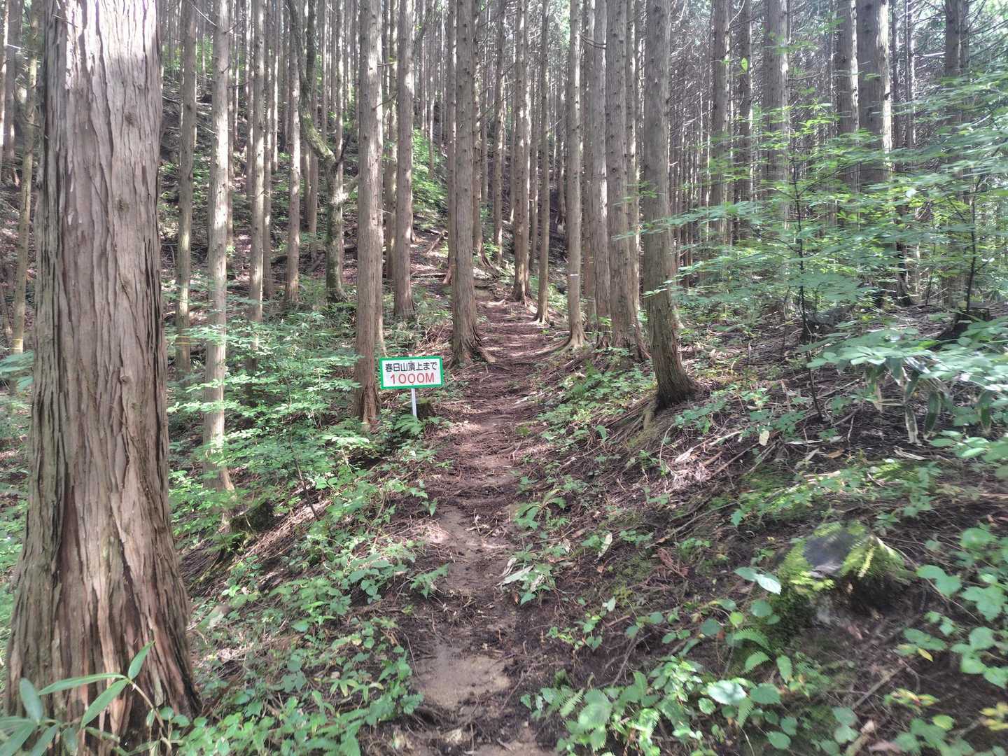 春日山 往復コースの写真