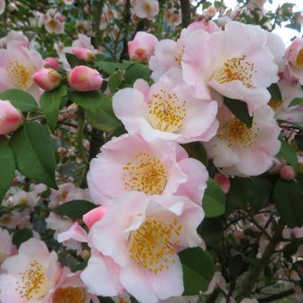 つばき園にて
「南風」