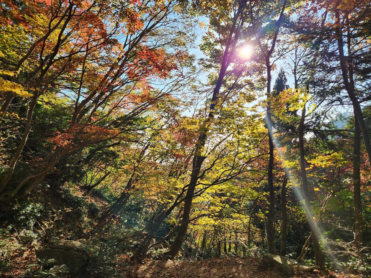 金糞峠-前山-北比良峠 周回コースの写真