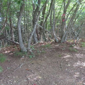 甲州高尾山（剣ヶ峰）に到着