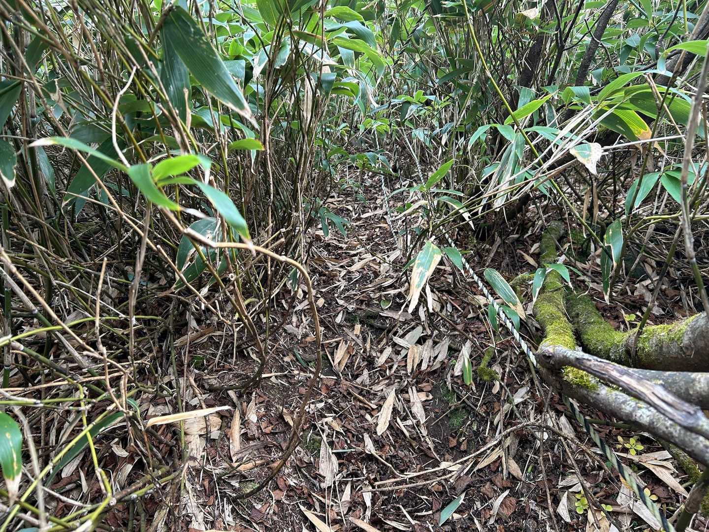 笹藪のトンネルです。
この写真はわかりやすい方だと思います。