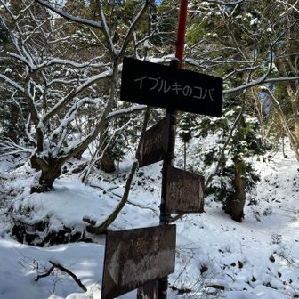 イブルキのコバ