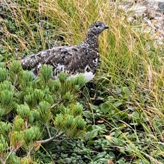 ヨシ の ゆる山歩
