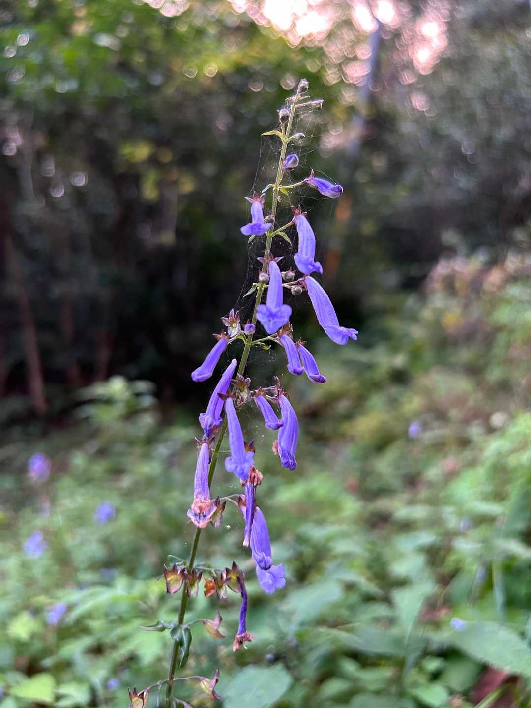 💜( 💜´꒳`*)あちこち～