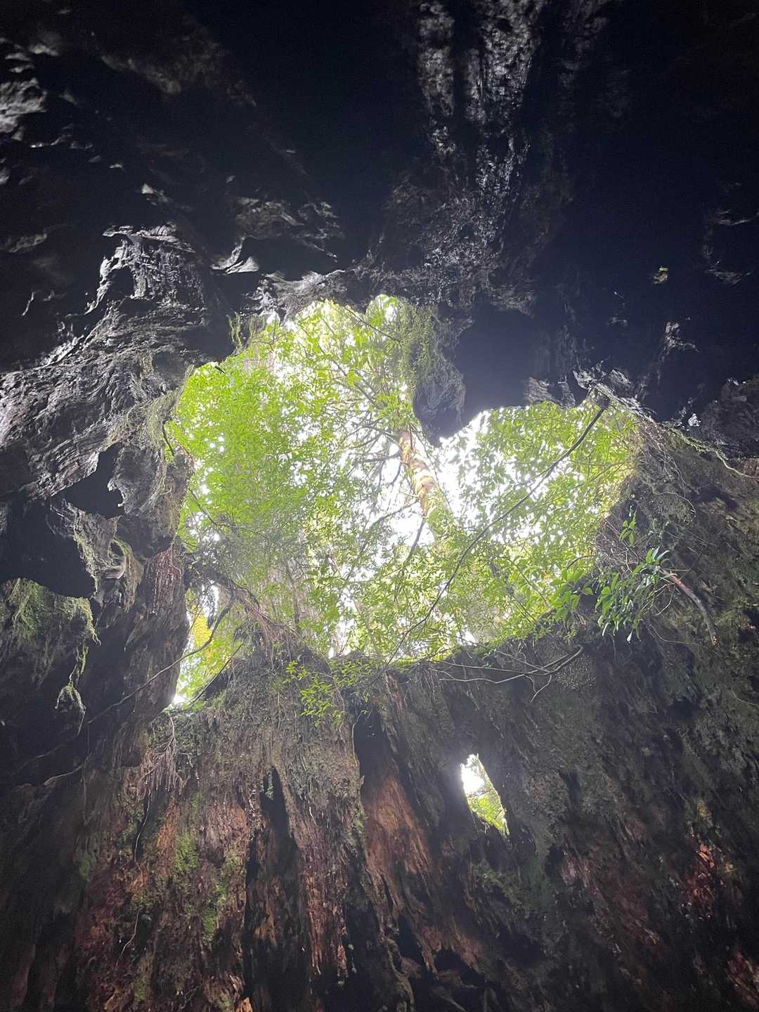 縄文杉-ウィルソン株-辻峠-白谷雲水峡登山口 縦走コースの写真